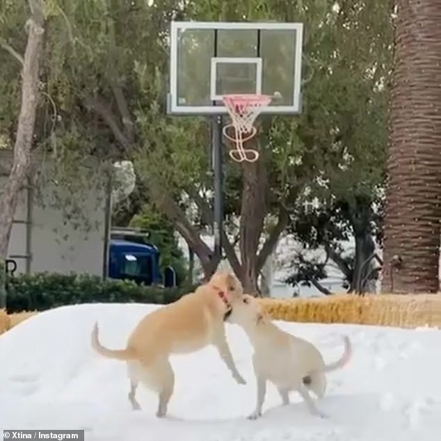 Puppy Love: Christina also shared a clip of Yellow Lab cubs Mowgli and Palo running and playing in what was likely their first snow
