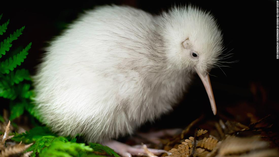 Makura, the only white kiwi bird born in captivity, is dying in New Zealand